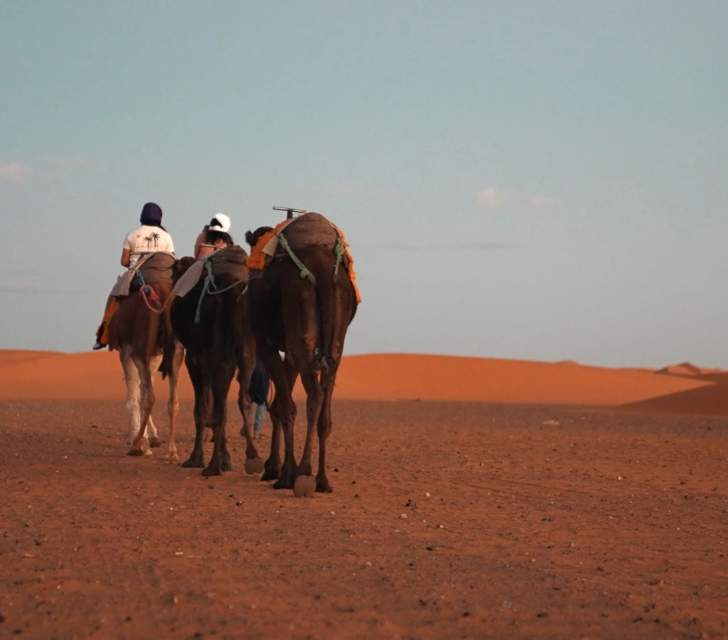 Camel Ranch Did you know? | Eilat Camel Ranch