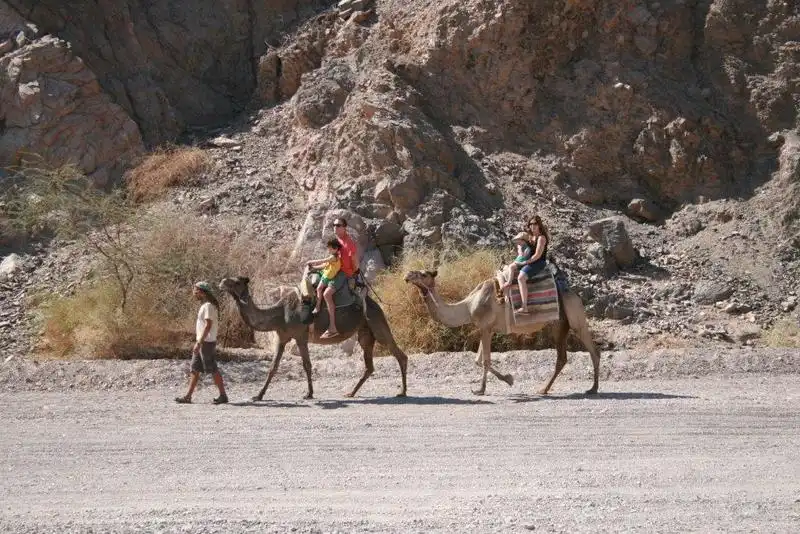 camel rides (10)