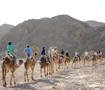 camel rides (14)