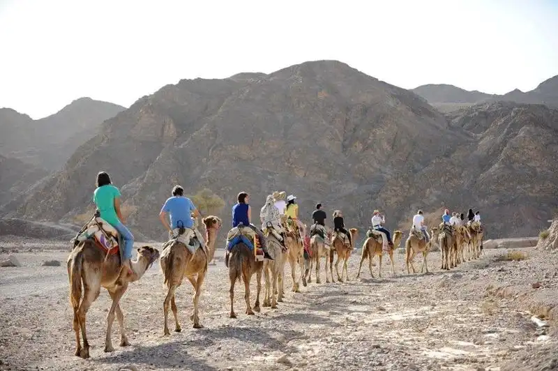 camel rides (14)