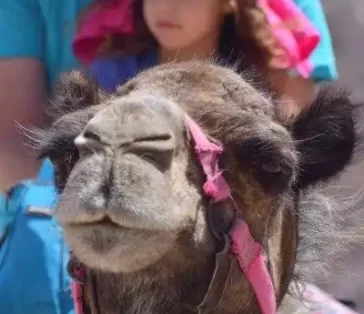 camel rides (15)