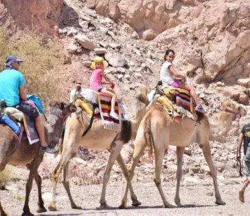 camel rides (17)