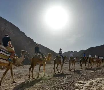 camel rides (18)