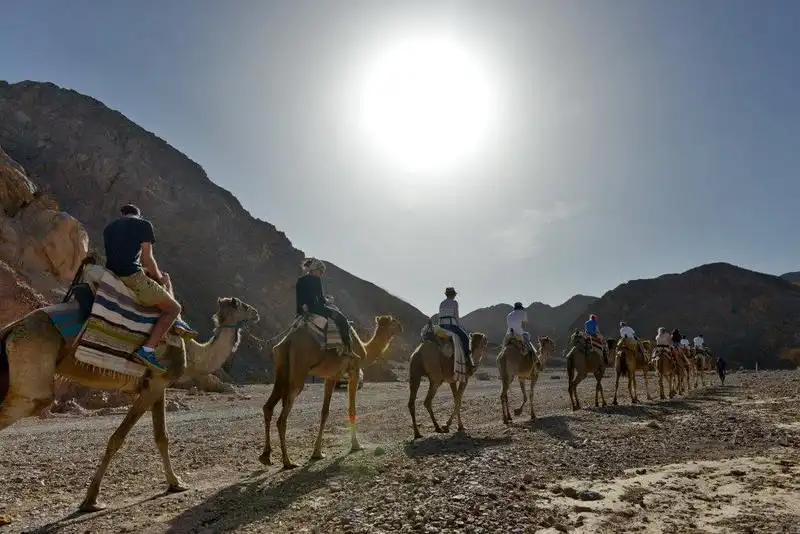 camel rides (18)