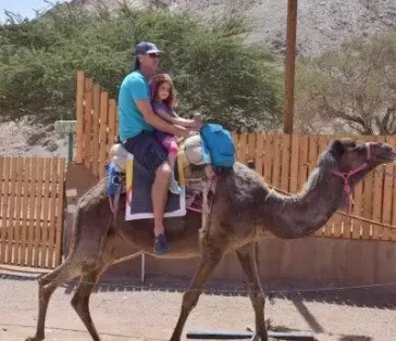 camel rides (19)