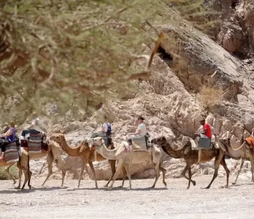 camel rides (2)