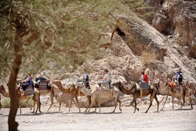 camel rides (2)