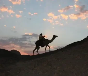 camel rides (20)