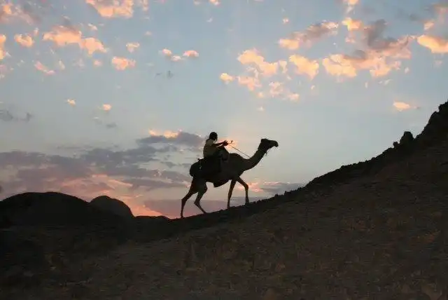 camel rides (20)