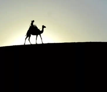camel rides (22)