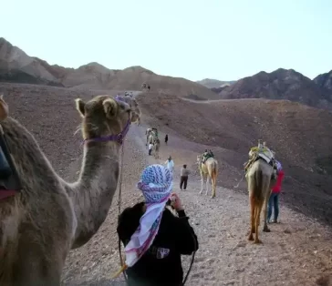 camel rides (3)