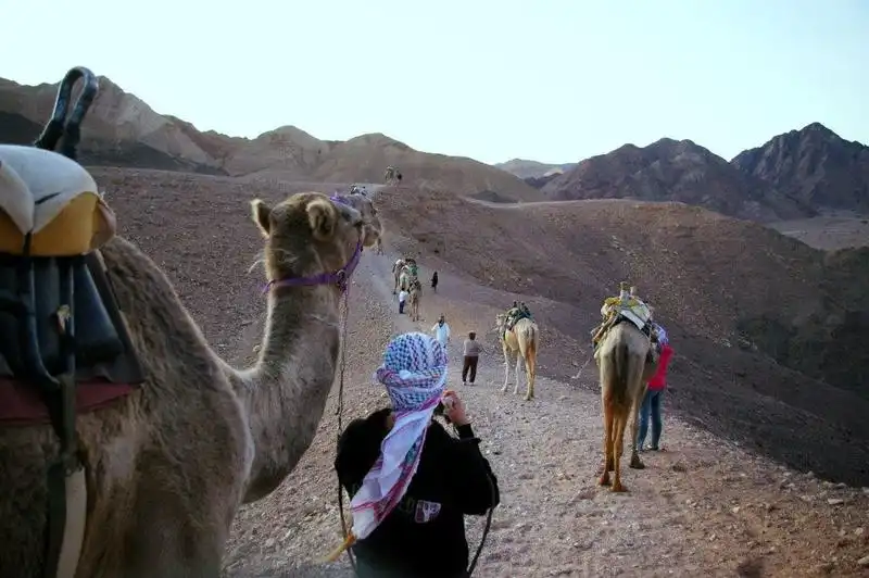 camel rides (3)