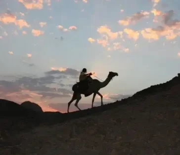 camel rides (4)