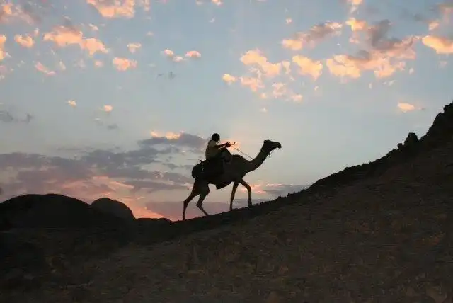 camel rides (4)