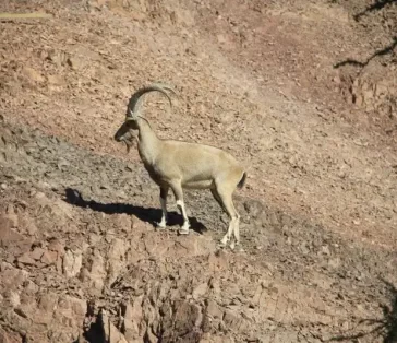 desert riders (5)