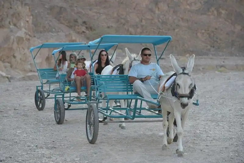 donkey carts (14)