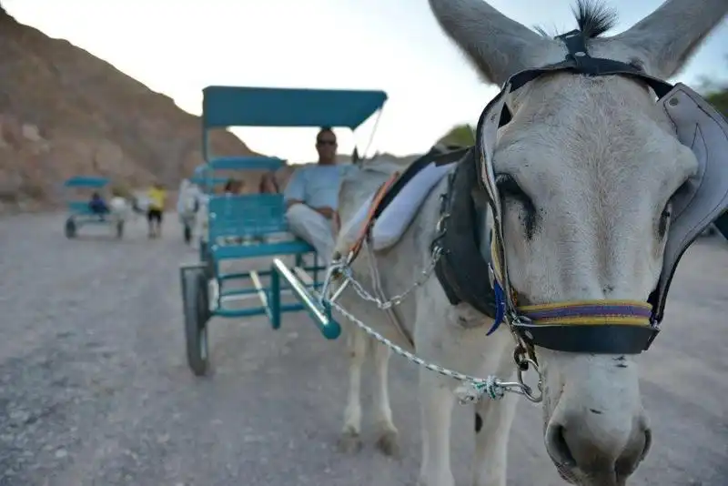 donkey carts (15)