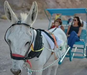 donkey carts (16)