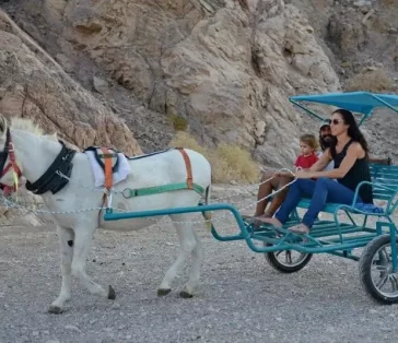 donkey carts (17)