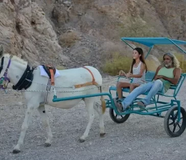 donkey carts (18)