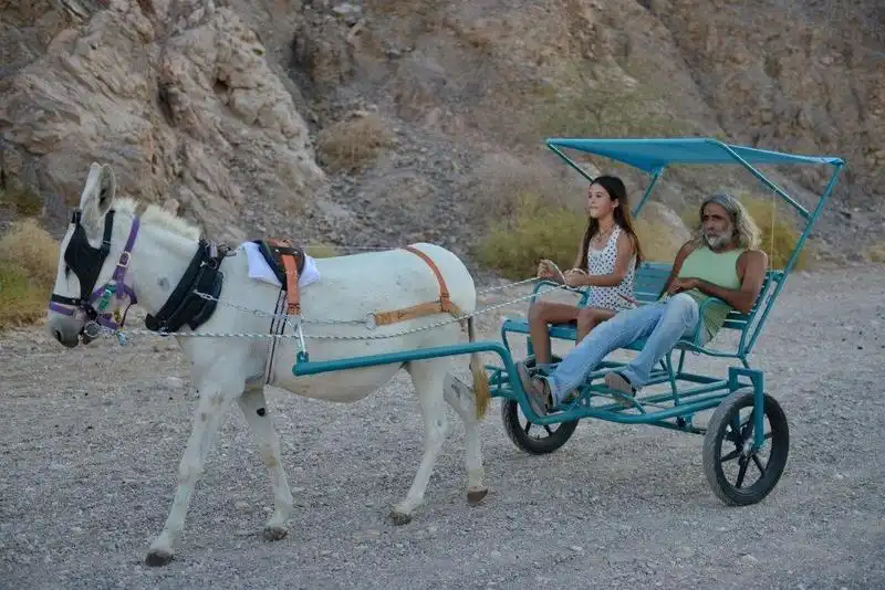donkey carts (18)