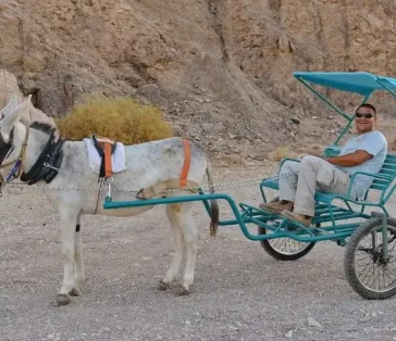 donkey carts (19)