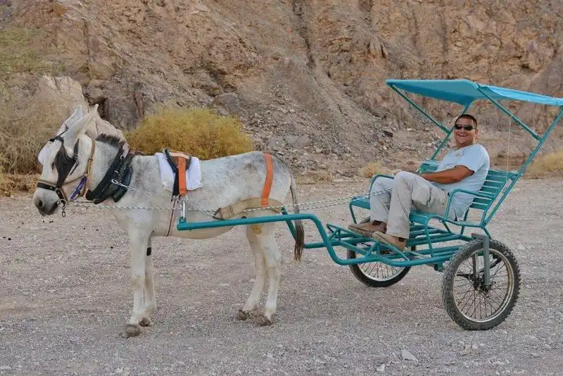donkey carts (19)