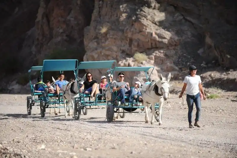 donkey carts (20)