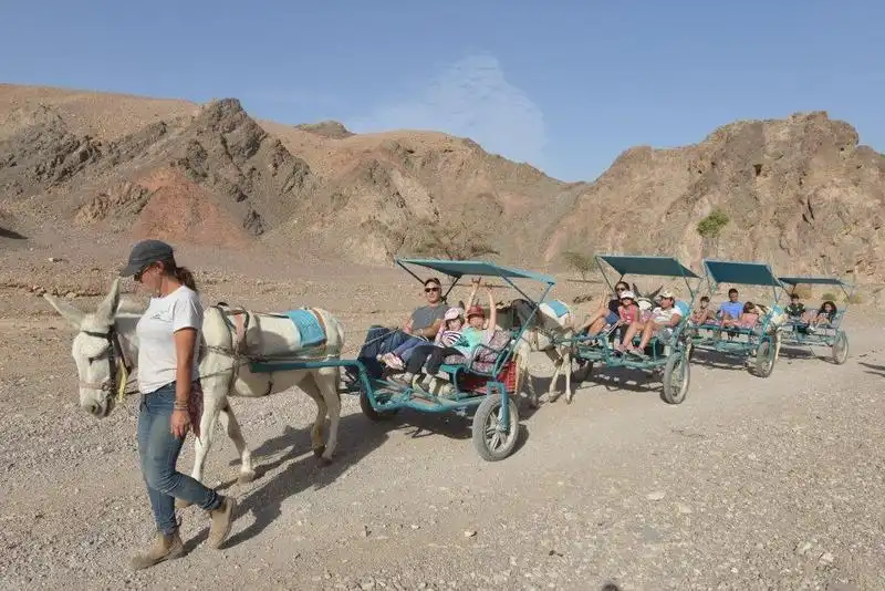 donkey carts (22)