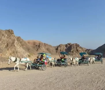 donkey carts (4)