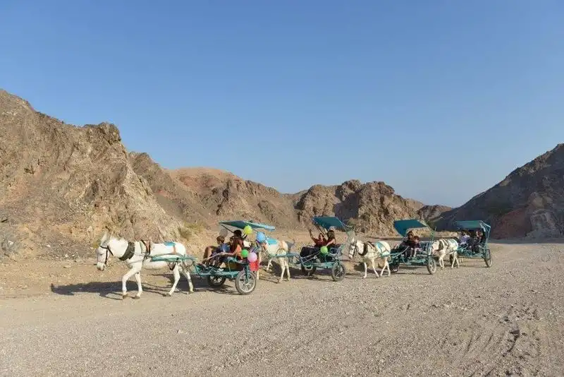 donkey carts (4)