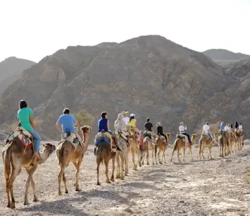 Camel Treks -  - חוות הגמלים אילת